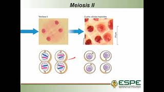 Meiosis y espermatogénesis en bovinos [upl. by Melonie]