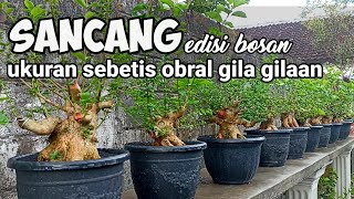 Disini gudangnya bahan bonsai kelas tarung siap video call di wa 081357012740 kepobonsai3473 [upl. by Llorrad902]