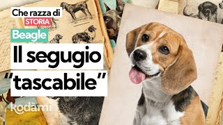 Cosa devi sapere sul Beagle caratteristiche e storia della razza che ha ispirato Snoopy [upl. by Kaplan728]