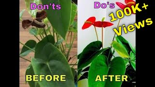 Saving Anthurium Plant  Dos Donts  Care For Anthurium  Indoor Flowering Plant  Bubble of Green [upl. by Asseralc]