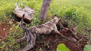 caçando lagarto teiu gigante com cães de caça [upl. by Crowns]