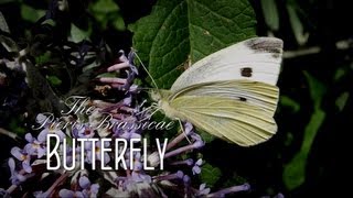 The Pieris Brassicae Butterfly [upl. by Ramad82]