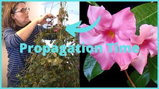 Part 2 How to Propagate  Propagating Dipladenia Mandevilla Vine Indoors [upl. by Inanak]