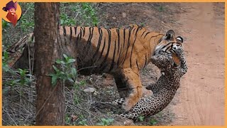 14 Tiger Battles Caught On Film [upl. by Cattan56]