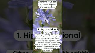 9 Benefits of ChicoryCichorium intybus in a forage blend High Nutritional Value [upl. by Octavian]