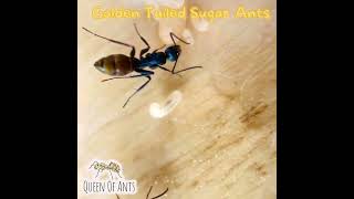 Golden Tailed Sugar Ants Camponotus aeneopilosus Ants AntKeeping AntColony NatureLovers [upl. by Apgar]