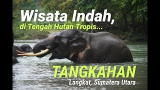 Tangkahan Wisata Menawan di Tengah Hutan Tropis [upl. by Fitzhugh]