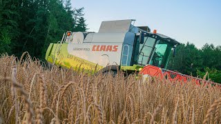 Lohnunternehmen Freiberger  Einsatz bis in die Nacht  Dinkel Drusch  CLAAS Lexion 550 [upl. by Dietsche]