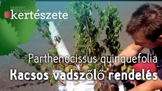 Vadszőlő rendelés  Parthenocissus quinquefolia  Kacsos vadszőlő [upl. by Iharas]