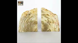 Petrified Wood Bookends Timeless Artifacts of Indonesias Geological Heritage bookends [upl. by Mortimer]