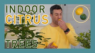 Indoor Citrus Trees In Containers HowTo  SetUp for Citrus Houseplants Houseplants CitrusTrees [upl. by Freed954]