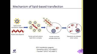 Lipid Transfection Explained [upl. by Nelak]