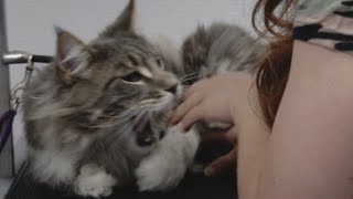 Giant Maine Coon cat ATTACKS groomer [upl. by Codding854]