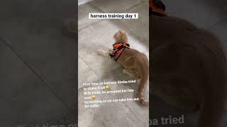 Cat harness training with great progress on day 1 [upl. by Eikcor]