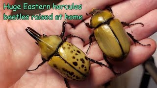 Breeding the Eastern Hercules beetle Dynastes tityus at home Fresh adults emerged [upl. by Adnorat749]