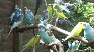 Aviarybirds Parakeets  wwwparkietenonlinenl [upl. by Fia607]