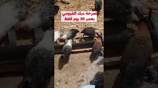 صرخة ديك دجاج الفيومي بعمر 30 يوم فقط  Fayoumi chickens cry at only 30 days old [upl. by Sekyere]