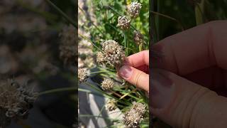 Seed Saving Chives and Columbine seedsaving [upl. by Rutherfurd]