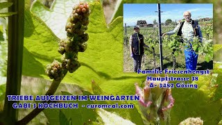 Ausgeizen im Bioweingarten bei Familie Friesenhengst [upl. by Alene811]