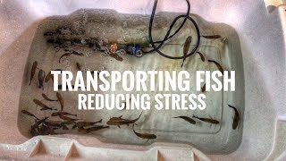 Transporting fish amp reducing STRESS [upl. by Ahseal607]