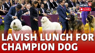 Westminster Club Dog Show LIVE  Miniature Poodle Wins Top Prize At Westminster Kennel Club Dog Show [upl. by Cimbura]