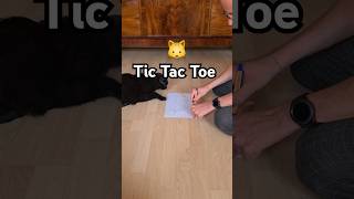 Der Kater hat fast gewonnen 🫣 catenrichment katzenspiele katze catgames katzen tictactoe [upl. by Hertha]