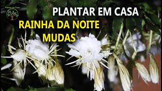 Flores Noturnas Mudas da Rainha da Noite no Plantar em Casa nosso dia a dia [upl. by Artcele951]