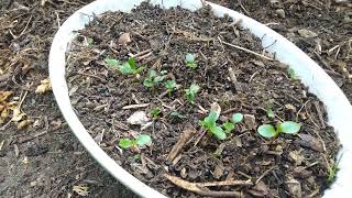 Szechuan Sichuan pepper seed growing  28 April 2022 [upl. by Enelrats663]