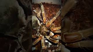 Amazon Goliath Birdeater vs Vietnamese Giant Centipede ☠️😱 spider bug [upl. by Aikemahs]