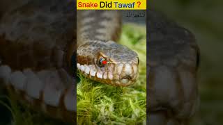 Snake did tawaf  HR Speaks shortsfeed facts viral tawaf hajj [upl. by Borg]