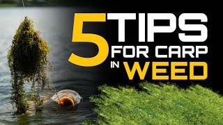 THESE 5 THINGS WILL IMPROVE YOUR CARP FISHING IN WEED  CHRIS HAYDON  ONE MORE CAST [upl. by Gerstner985]