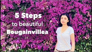 Trim Bougainvillea in 5 Steps See How to Grow Beautiful Bougainvillea [upl. by Ahseela]