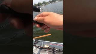 Megabass Vatalion catches giant bass bass bassfishing largemouthbass smallmouthbass fish pike [upl. by Aisilef]