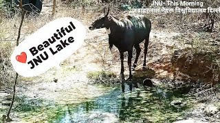 Beautiful JNU Lake❤️ Near Law department [upl. by Amaris87]