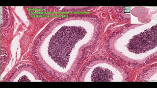 Histology of the Extratesticular Ducts 4K [upl. by Adihahs]