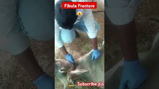 Fracture treatment supportive therapy fracture cow cowlover newvideo shots [upl. by Viole]