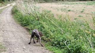 German Shorthaired Pointer pointing and flushing partridge [upl. by Mays]