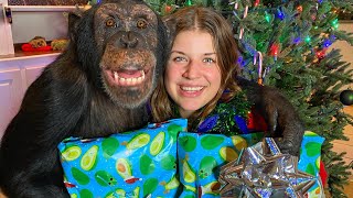 WRAPPING XMAS PRESENTS WITH A CHIMPANZEE  Myrtle Beach Safari [upl. by Tillford433]