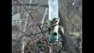 pine siskin identification [upl. by Rol]