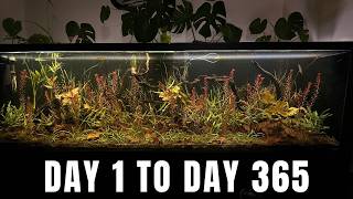 Building Natural Underwater Jungle And Watching It Flourish  No FilterWater ChangeCo2Fertilizer [upl. by Htebasil294]