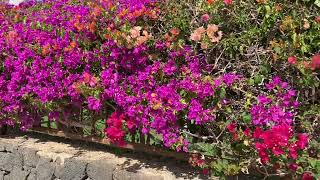 Gepflanzte Hecke mit Kahler Drillingsblume auf Lanzarote am 09112024 [upl. by Trever]