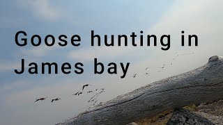 Goose hunt in james bay [upl. by Janith]