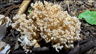 Ramaria pallida September 29 2024 [upl. by Yelrebmik399]