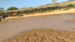 levamos o cavalo marchador pra nossa propriedade [upl. by Osbourne]