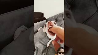 mreviatar chihuahua dog funny puppy pets cuteanimal catvaccination cat comedy [upl. by Lindemann]