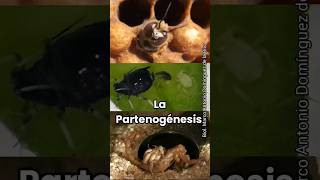 La Partenogénesis partenogenesis fenomenonatural biologo biologia fyp foryou fypシ゚viral yts [upl. by Nela]