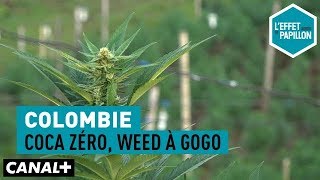 Colombie  Coca zéro weed à gogo  L’Effet Papillon [upl. by Marden]