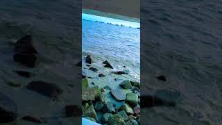 sea beach shortvideo flowersinfo beautifulflower mango flowers flowervarieties garden [upl. by Shandy]