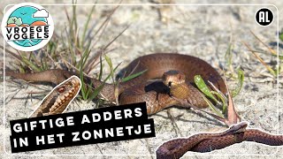 Adders zijn aan het zonnen  Zelf Geschoten  Vroege Vogels [upl. by Jeffers]