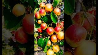 How to plant a fruit tree [upl. by Nylia]